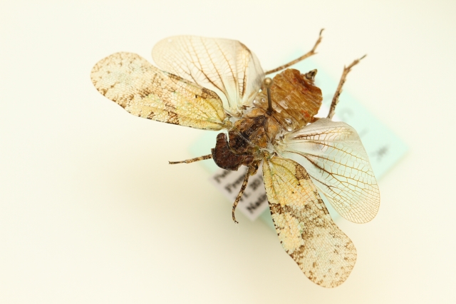 f:id:hakubutsudo:20160710194516j:plain