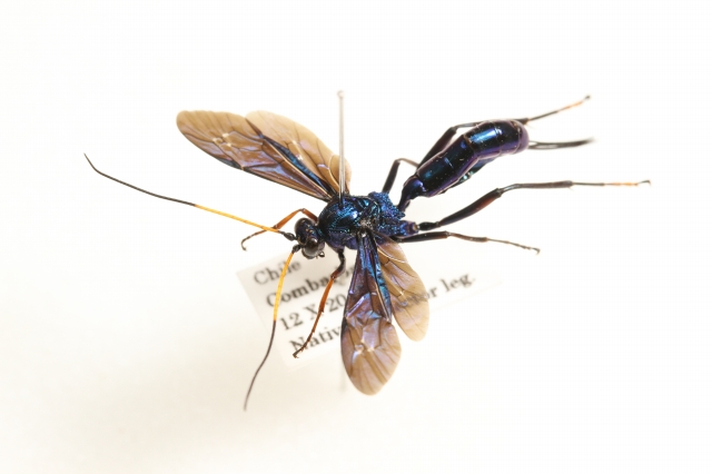 f:id:hakubutsudo:20160822145541j:plain