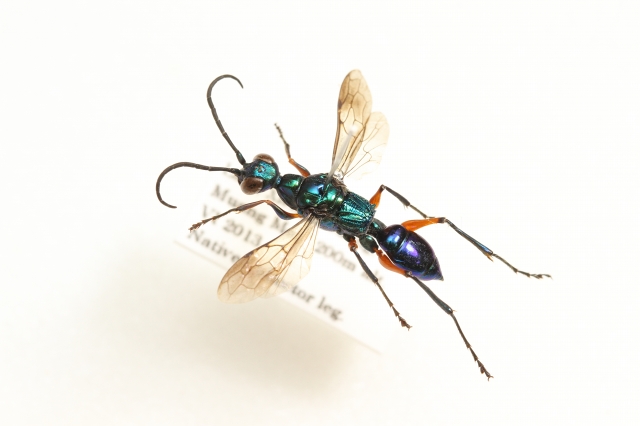 f:id:hakubutsudo:20160822150526j:plain