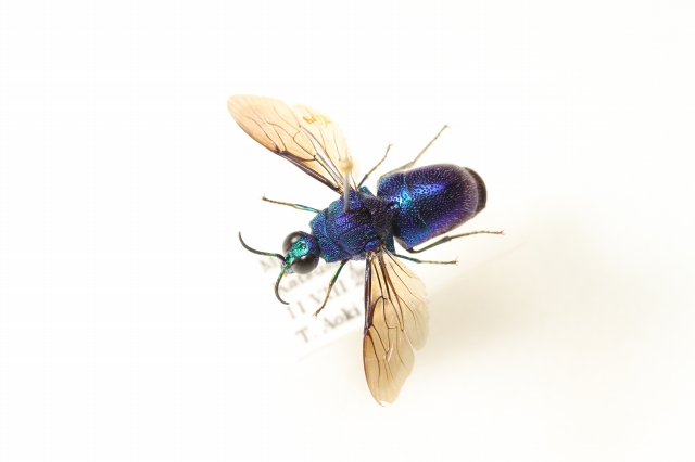 f:id:hakubutsudo:20160822152210j:plain