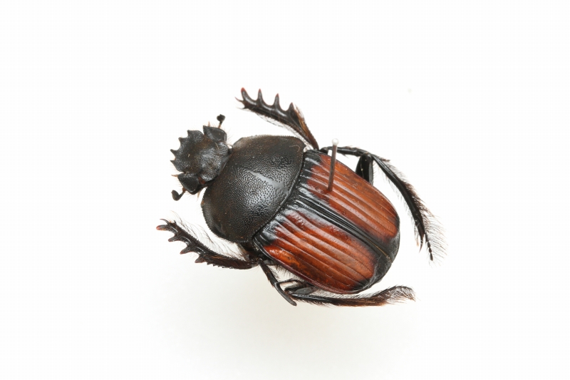 甲虫標本追加しました - うみねこ博物堂