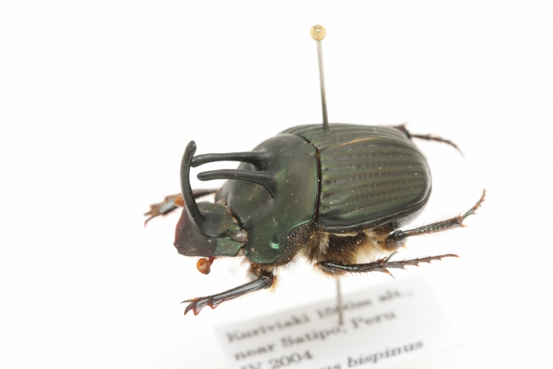 甲虫、標本 甲虫標本追加しました - うみねこ博物堂