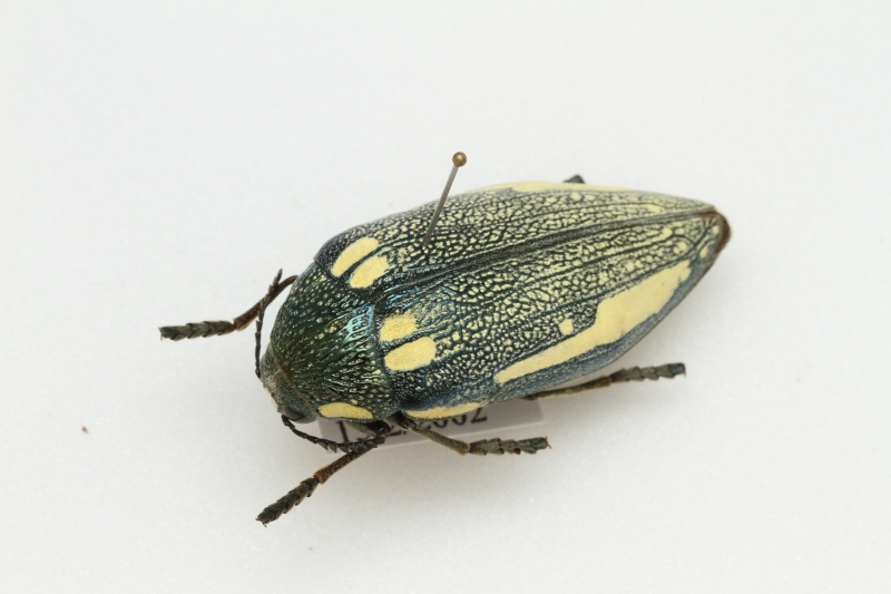 甲虫標本追加しました - うみねこ博物堂