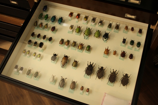 f:id:hakubutsudo:20171027141308j:plain