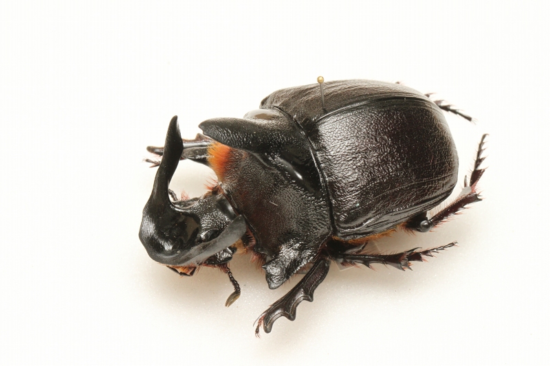 f:id:hakubutsudo:20171027141741j:plain