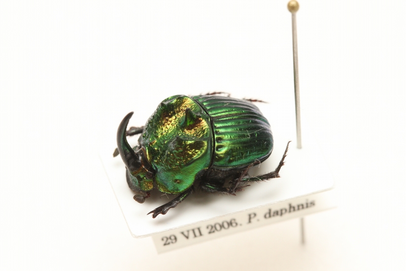 f:id:hakubutsudo:20171027141807j:plain