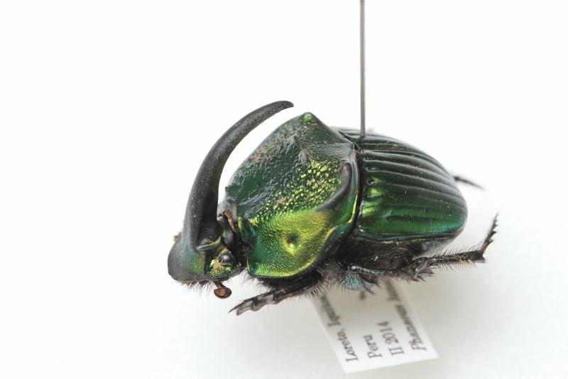 f:id:hakubutsudo:20171027141930j:plain