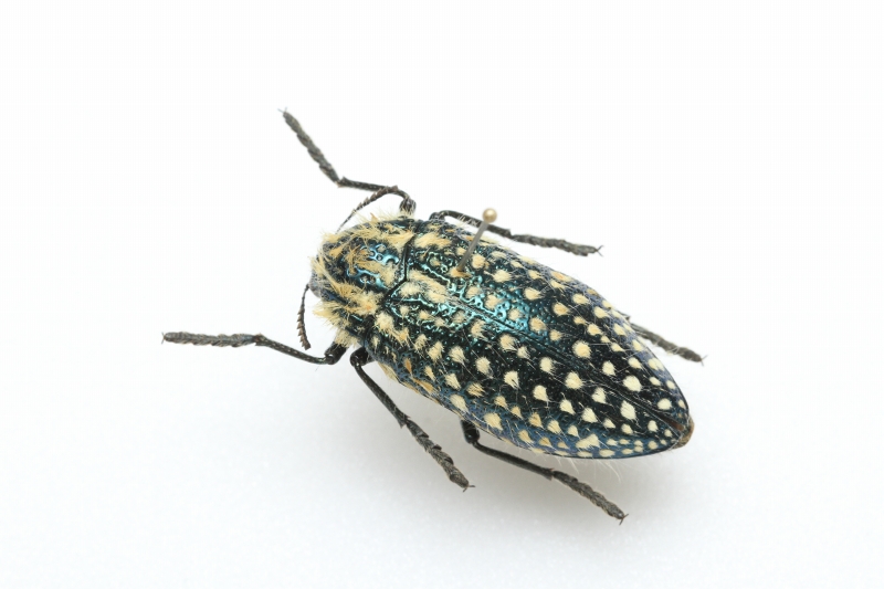 f:id:hakubutsudo:20171027142058j:plain