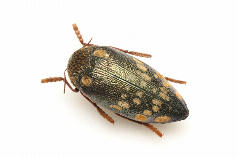 f:id:hakubutsudo:20171027142149j:plain