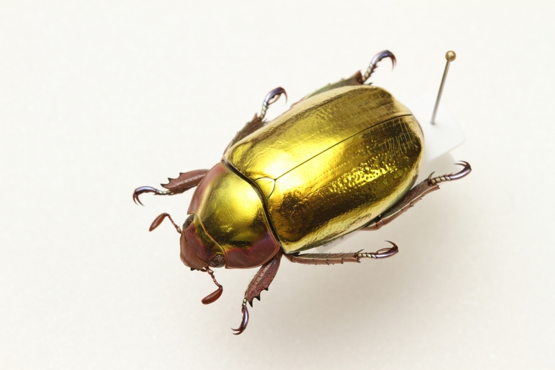 f:id:hakubutsudo:20171027142224j:plain