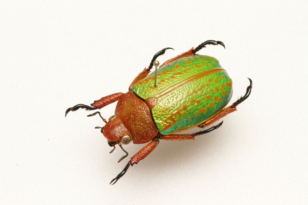 f:id:hakubutsudo:20171027142320j:plain