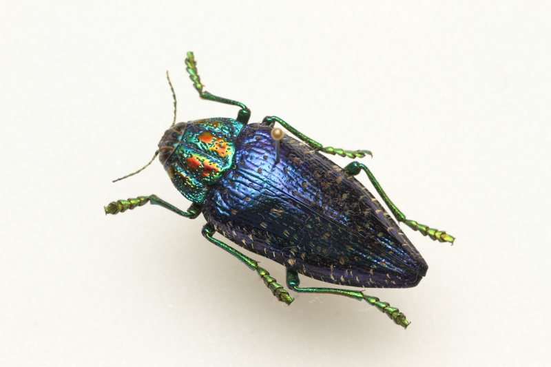 f:id:hakubutsudo:20171030222705j:plain