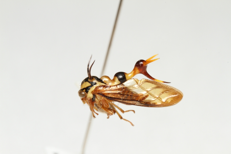 f:id:hakubutsudo:20171030222728j:plain