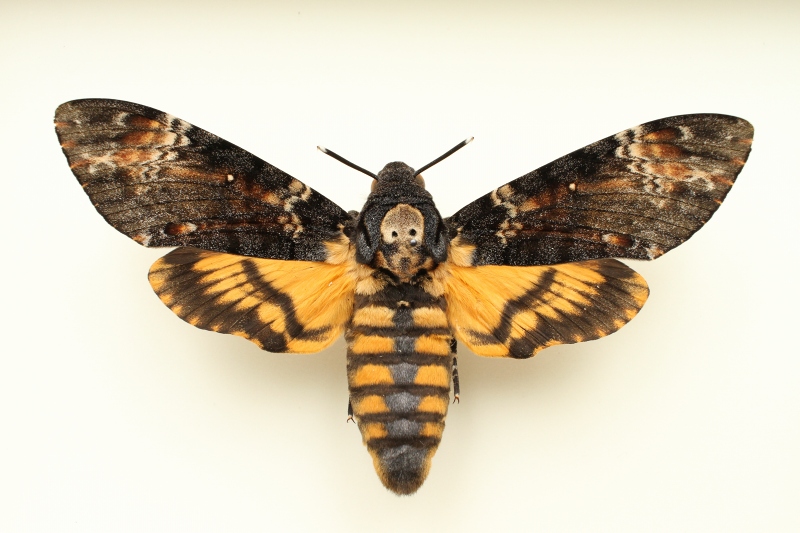 f:id:hakubutsudo:20171030222756j:plain