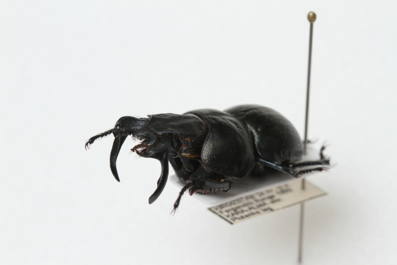 甲虫標本、追加しました - うみねこ博物堂