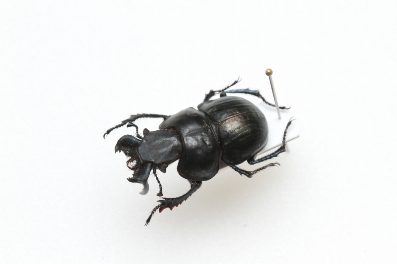 甲虫標本、追加しました - うみねこ博物堂