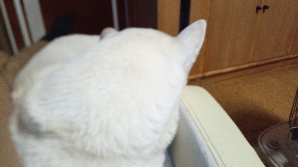 f:id:hakudome:20210110181700j:plain