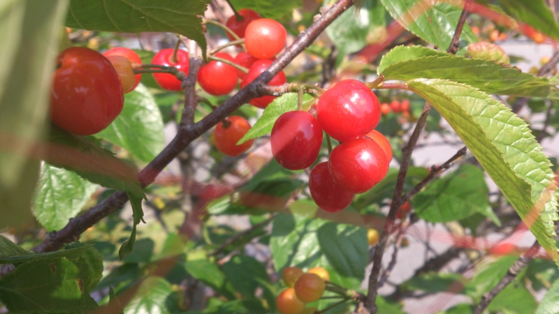 f:id:hakujyunosato:20120521202809j:image