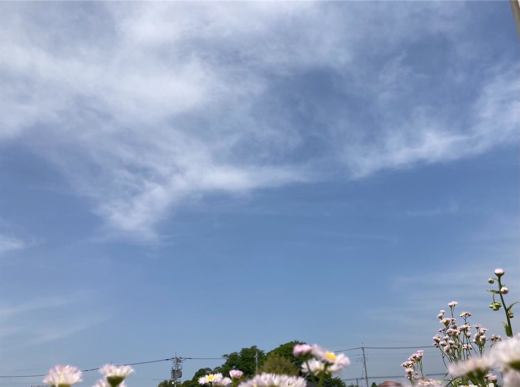 f:id:hakumai-haha:20250506104103j:image