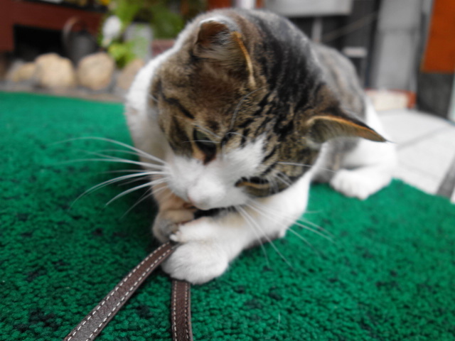 f:id:hakuoatsushi:20170428104132j:plain f:id:hakuoatsushi:20170428104132j:plain