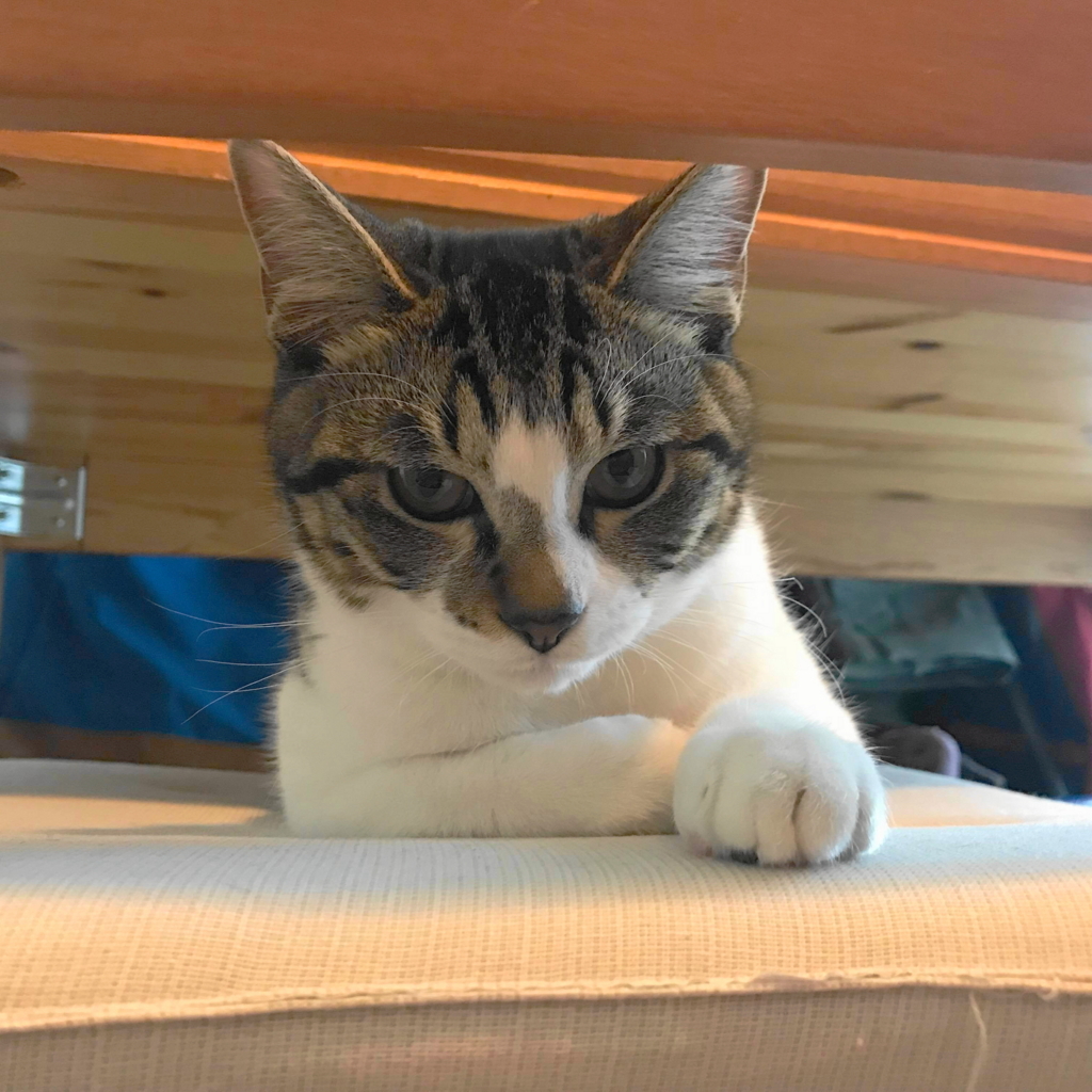 f:id:hakuoatsushi:20180129142048j:plain f:id:hakuoatsushi:20180129142048j:plain
