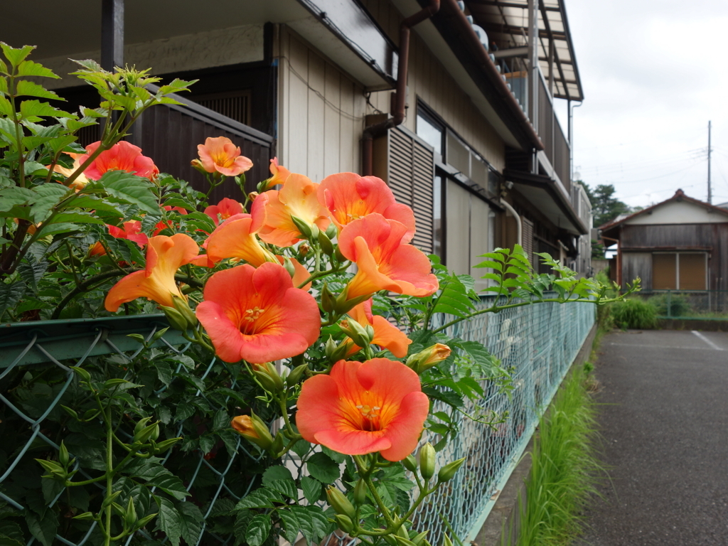 f:id:hakuoatsushi:20180629030710j:plain f:id:hakuoatsushi:20180629030710j:plain