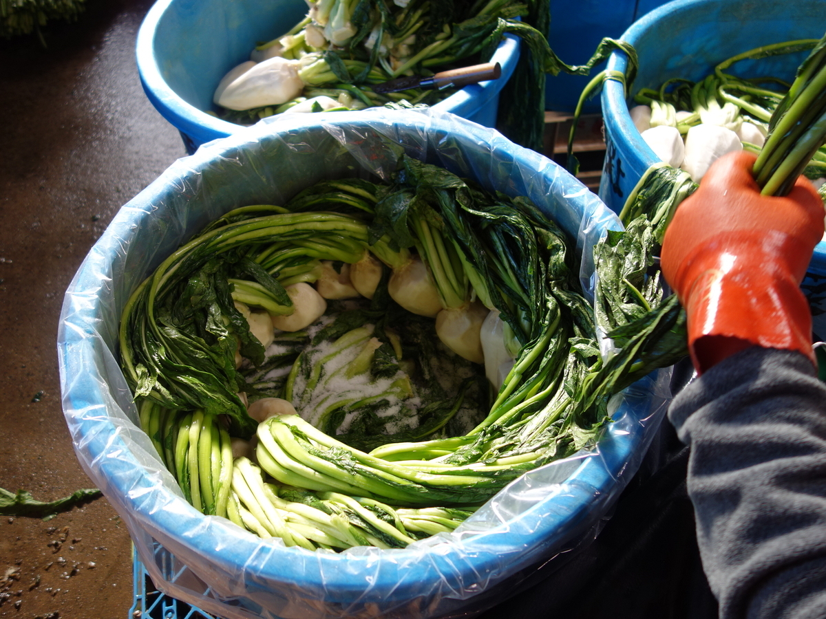 京都にてすぐき漬け見学 そして大原の畑へ 白央篤司の独酌ときどき自炊日記