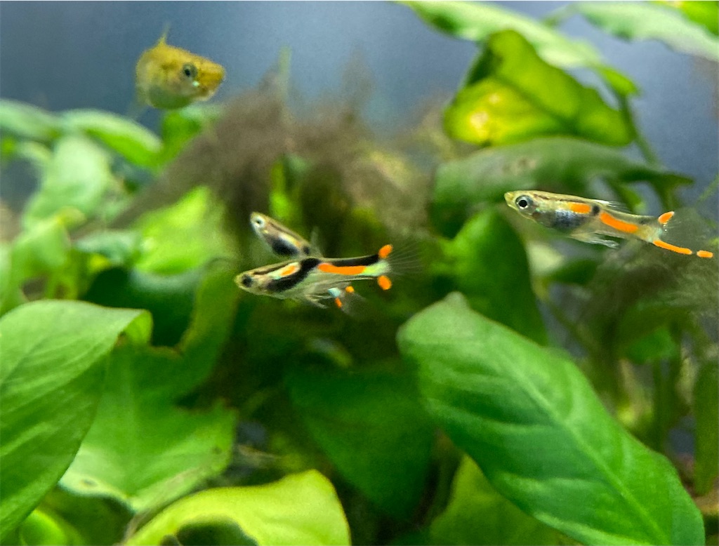 卵胎生とは 動植物の人気 最新記事を集めました はてな