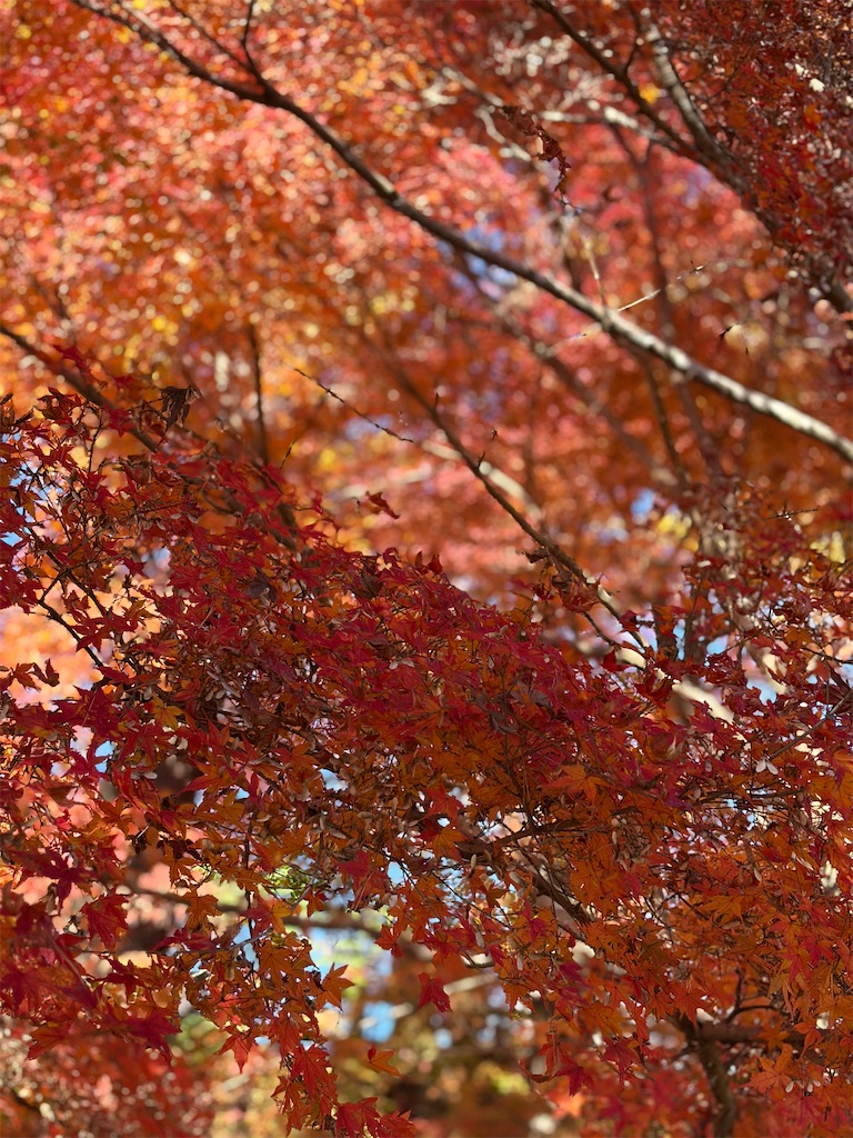 f:id:hakusai_tech:20260219211641j:image