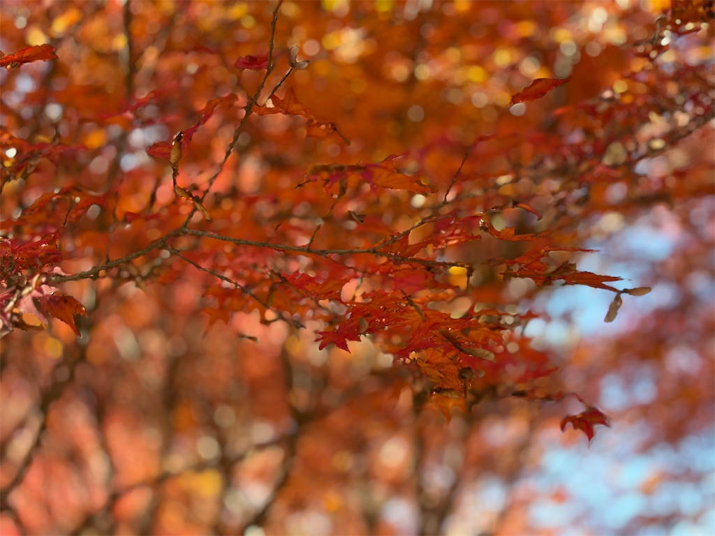 f:id:hakusai_tech:20260219211644j:image