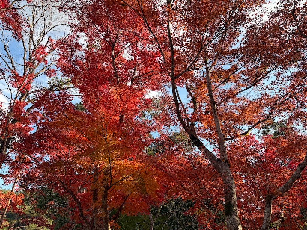 f:id:hakusai_tech:20260219211648j:image
