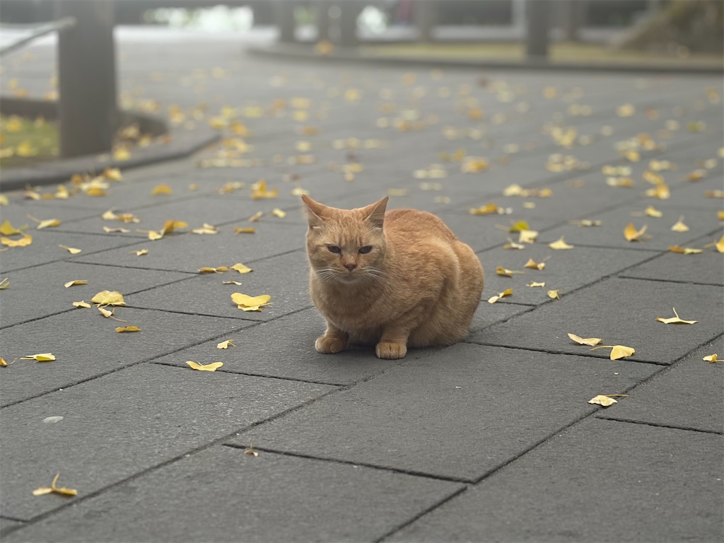 f:id:hakusai_tech:20260315203100j:image