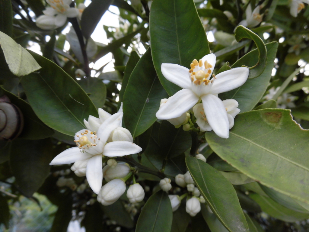 f:id:hakusangogo:20180503062233j:plain