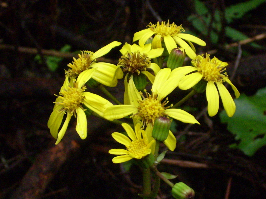 f:id:hakusangogo:20180606232155j:plain