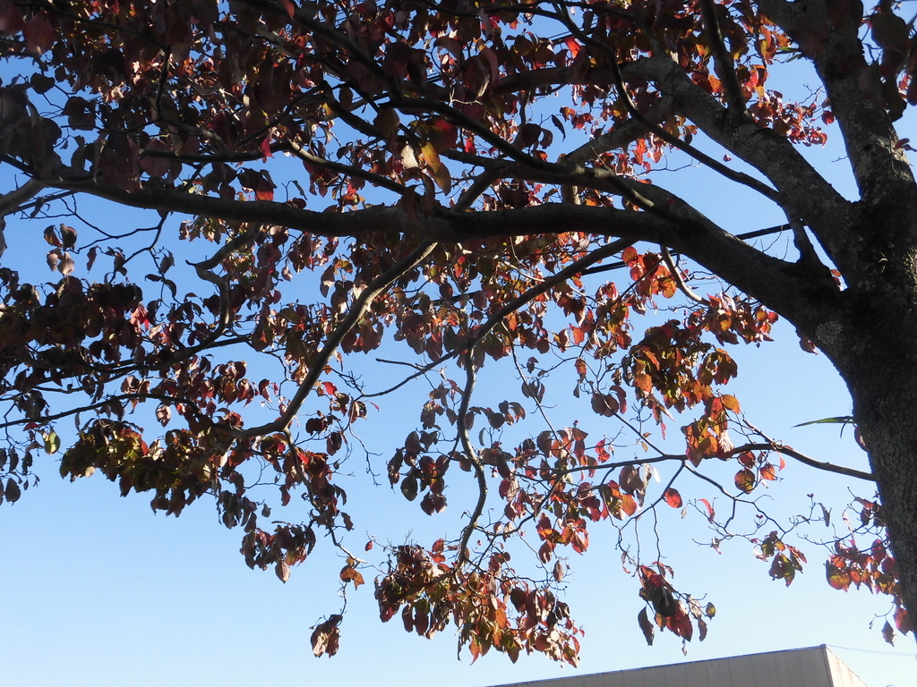 f:id:hakusangogo:20181028222002j:plain