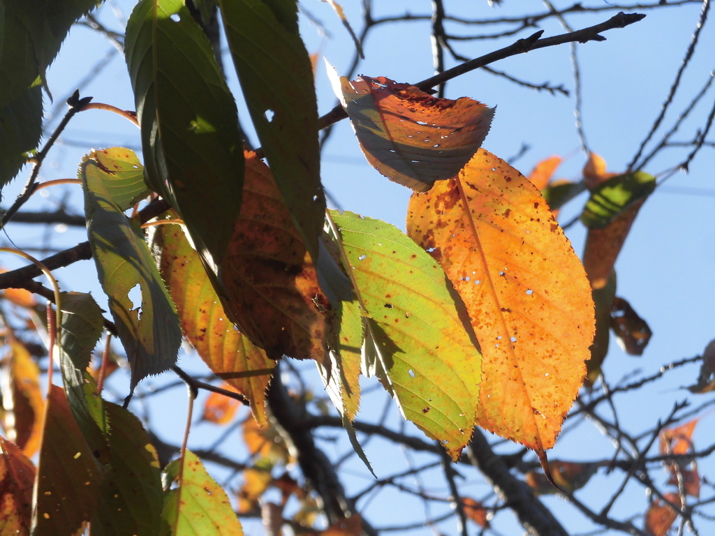 f:id:hakusangogo:20181028222229j:plain