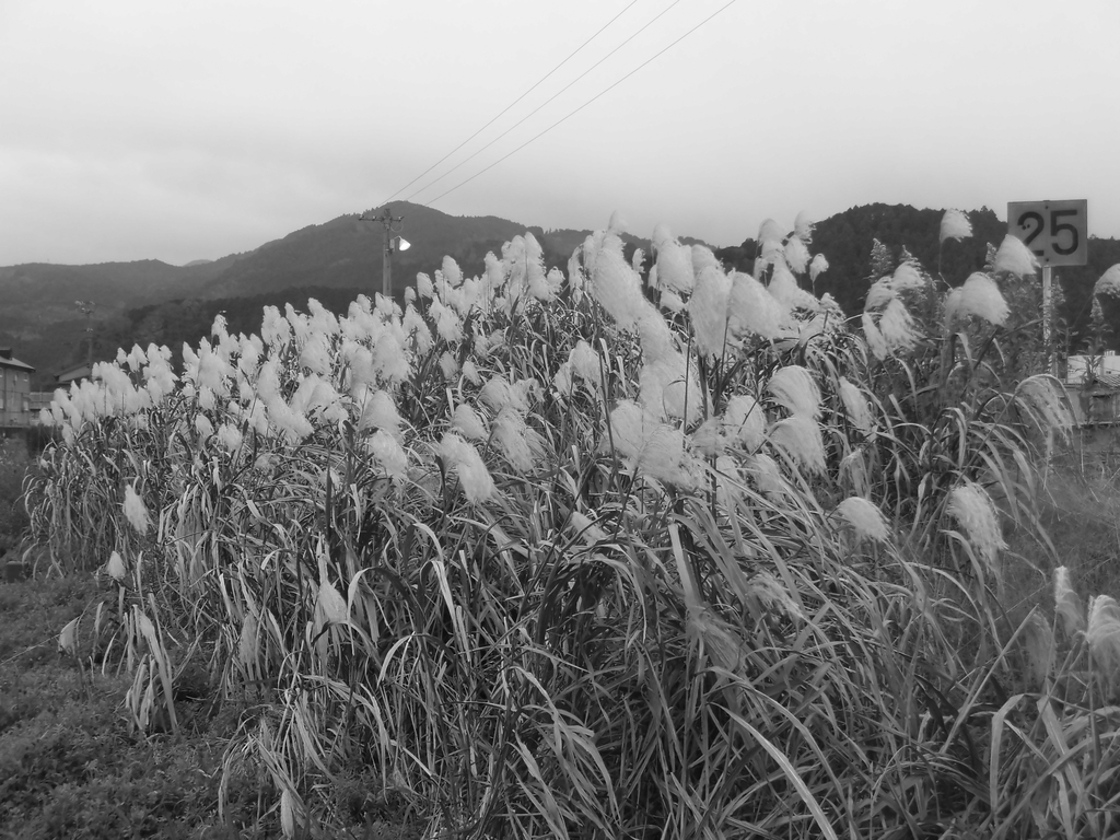 f:id:hakusangogo:20181215090435j:plain