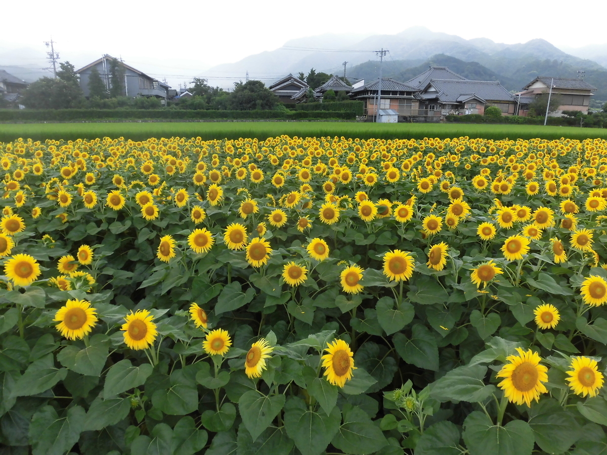 f:id:hakusangogo:20190716211944j:plain