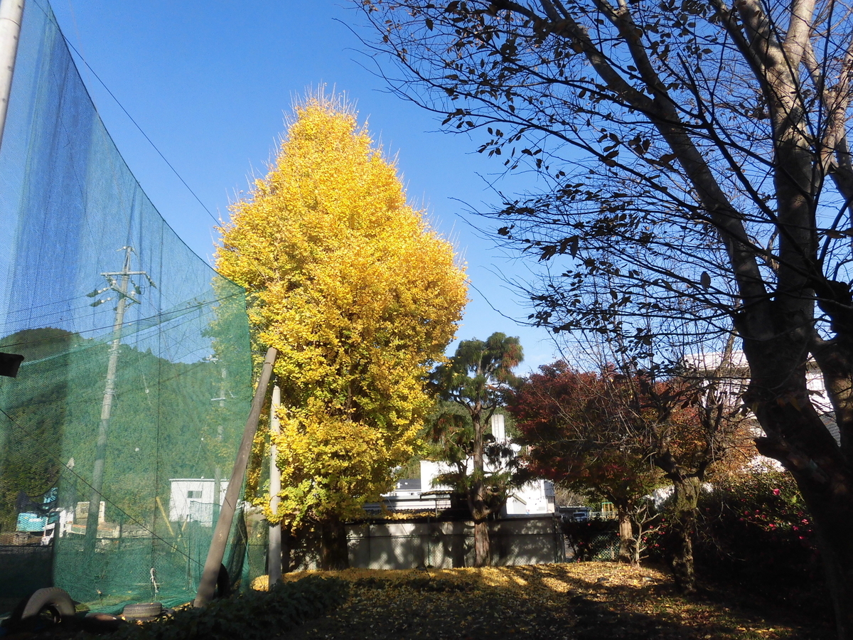 f:id:hakusangogo:20191208044153j:plain