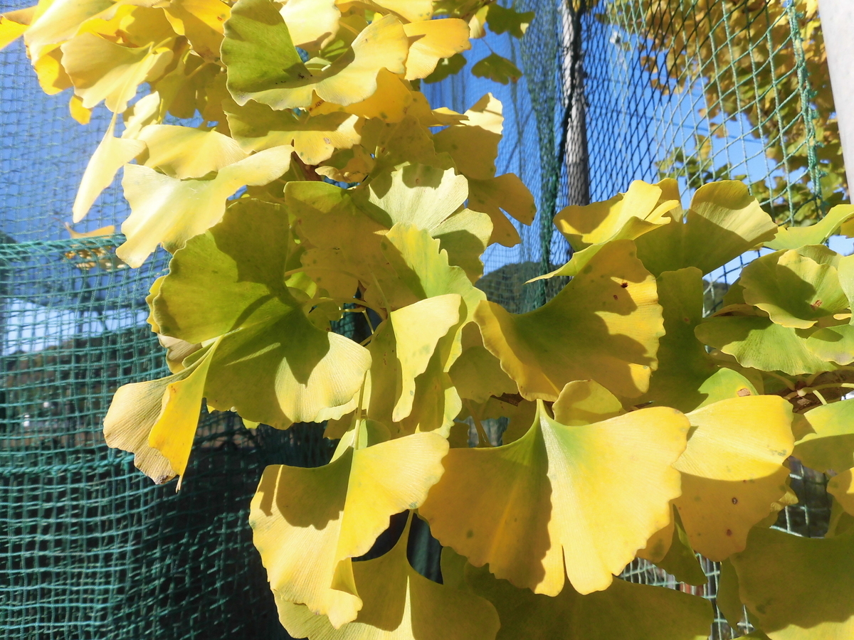 f:id:hakusangogo:20191208045052j:plain