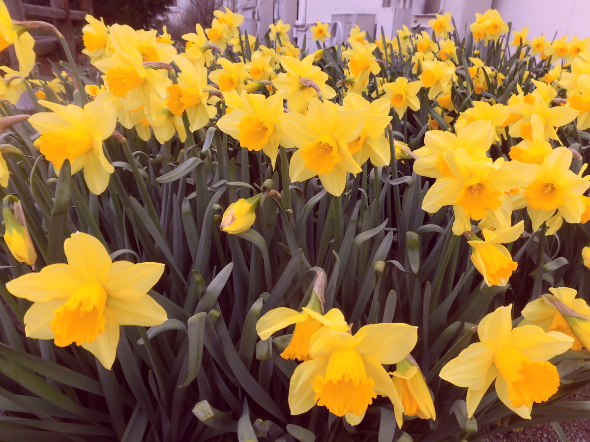 f:id:hakusangogo:20200311160002j:plain