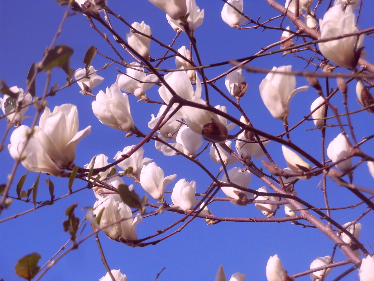 f:id:hakusangogo:20200312074246j:plain