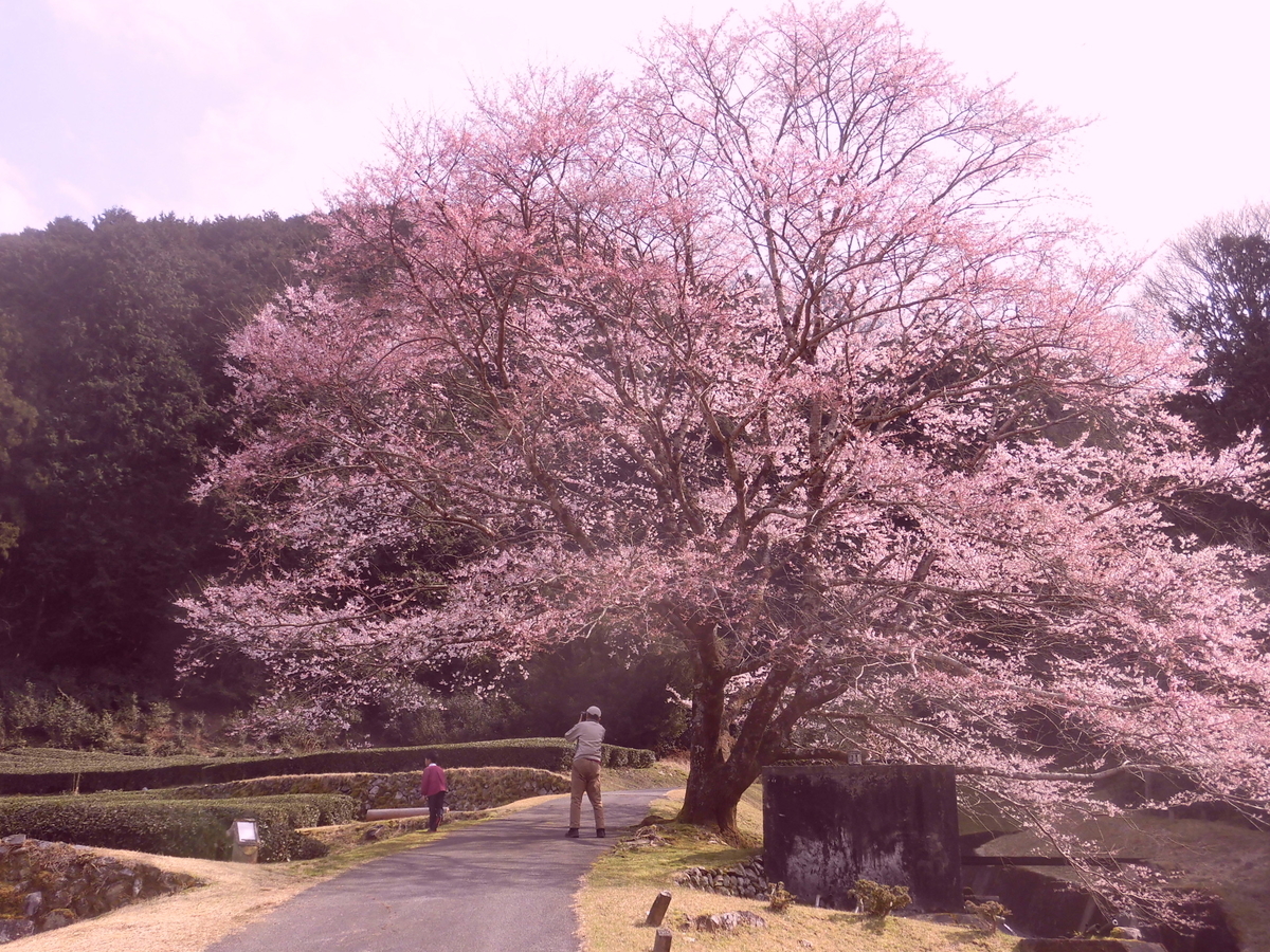 f:id:hakusangogo:20200319144641j:plain