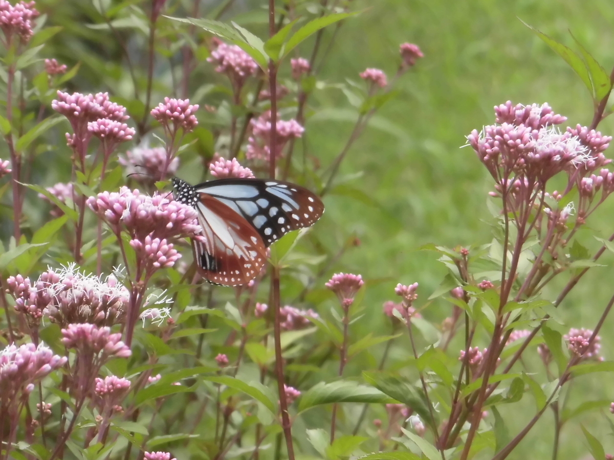 f:id:hakusangogo:20201103055029j:plain