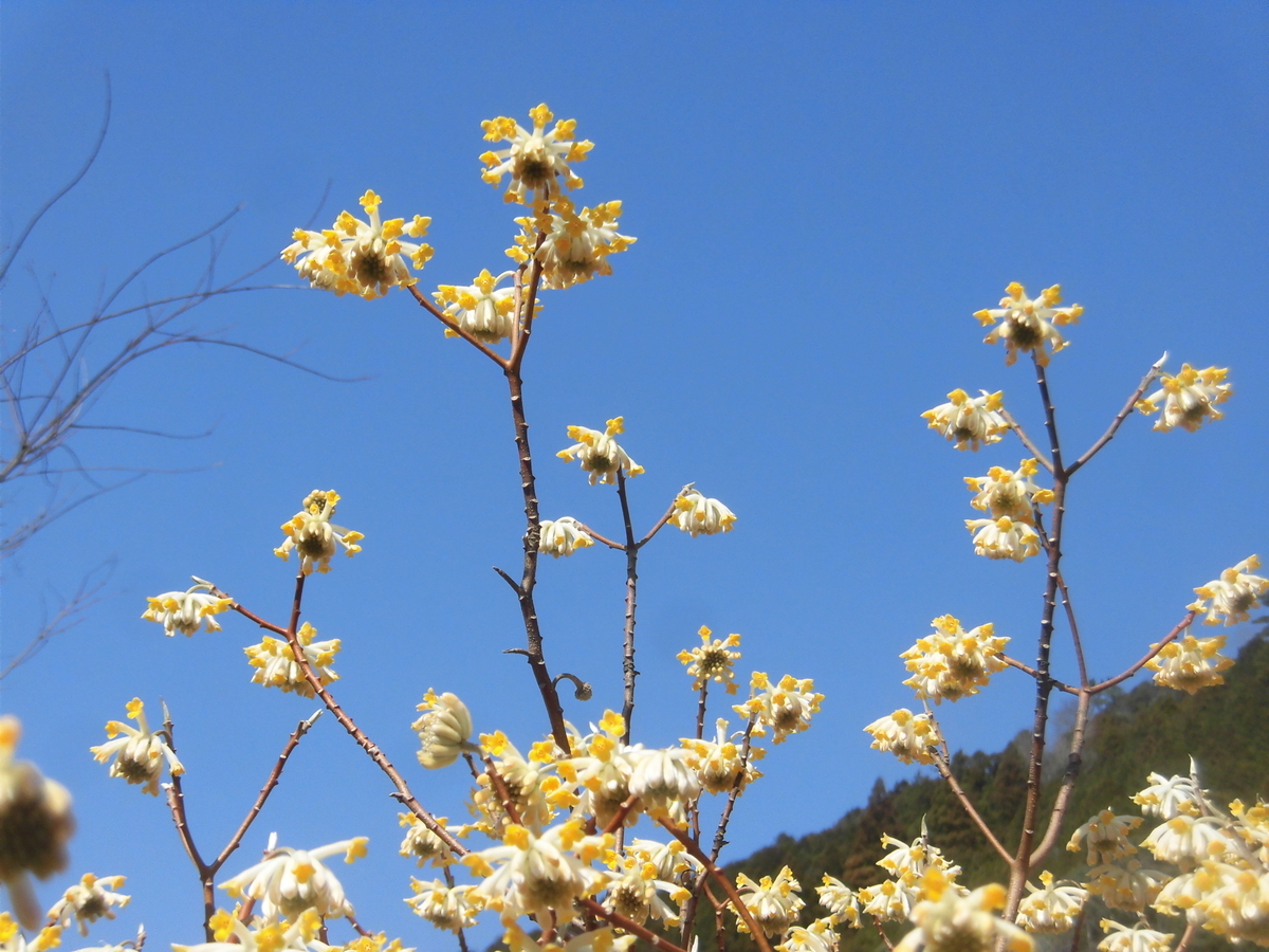 f:id:hakusangogo:20210317060038j:plain