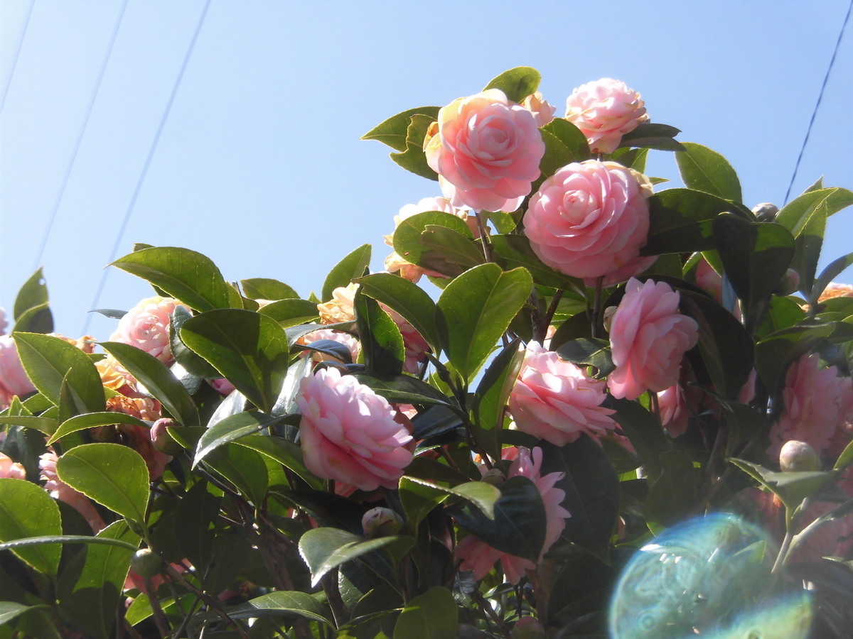 f:id:hakusangogo:20210317060104j:plain