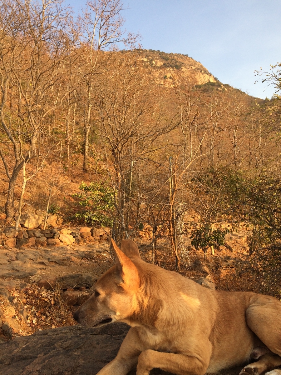 f:id:hakusanoste:20190410141014j:plain