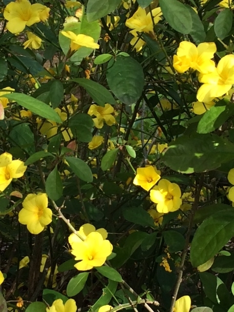 f:id:hakusanoste:20200414102545j:plain