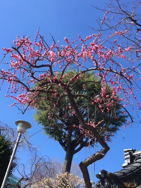 f:id:hakusanoste:20210225094043j:plain