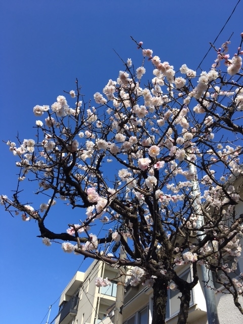 f:id:hakusanoste:20210225094133j:plain
